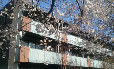向かい合う桜山の自然を生かすファサードと植栽