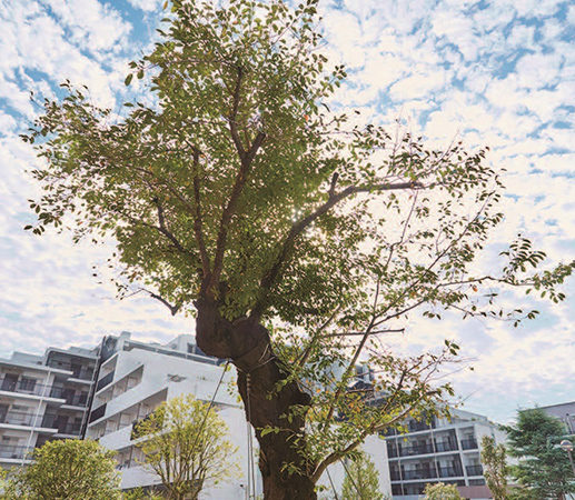 桜の木　提供公園に立つ桜の木。開発前、敷地内で地域住民に親しまれてきたものを移植したもので、今なお春になると、多くの人たちが仰ぎ見る存在となっている。