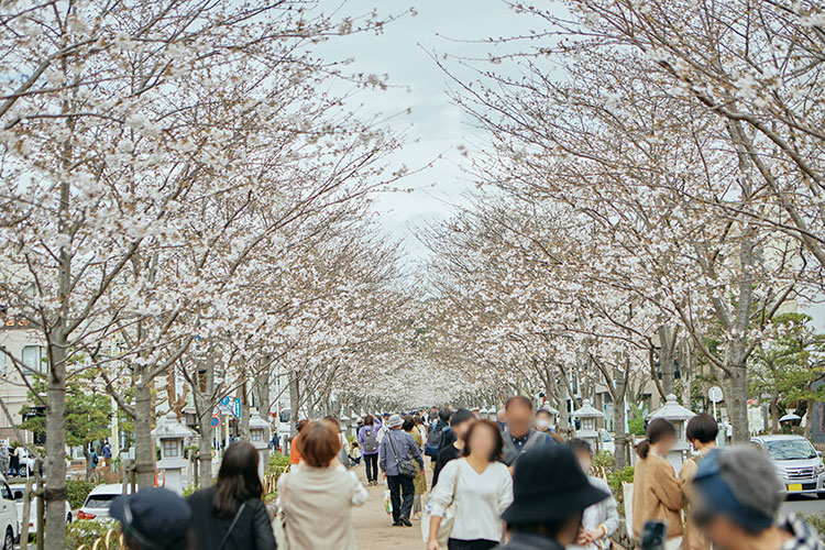 桜並木が美しい段葛には、多くの観光客の姿が（本物件より約80m）