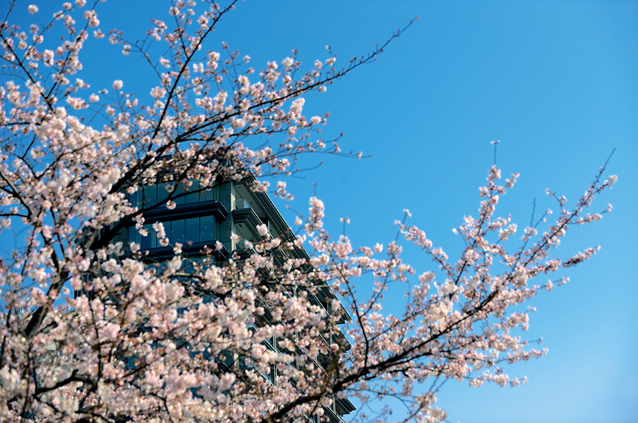 春には桜が咲き乱れる千鳥ヶ淵の景色を一望にする立地。アクセスのよい都心にして、広大な緑を享受できる住環境だ。