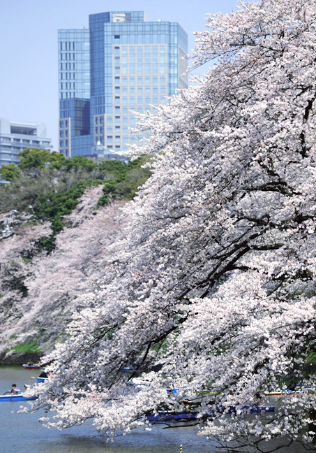 敷地の目の前にある千鳥ヶ淵は日本屈指の桜の名所。春はもちろん、夏には青々と生い茂り、冬に見つける新芽もまた楽しい、季節の使者だ。