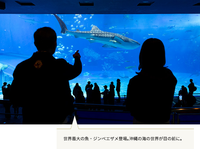 沖縄 美ら海水族館