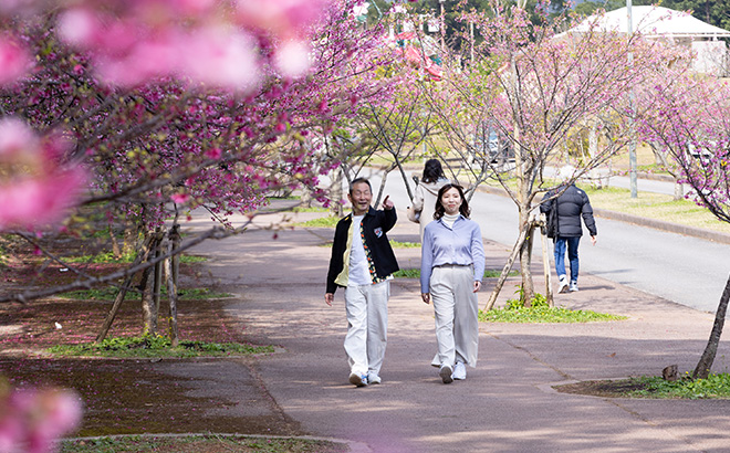 本部八重岳桜まつり