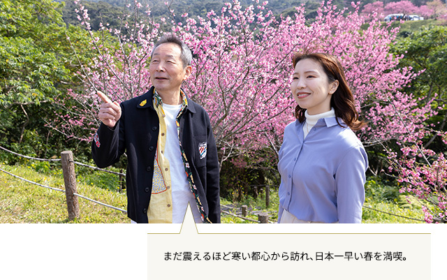 本部八重岳桜まつり