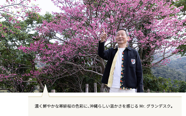 本部八重岳桜まつり