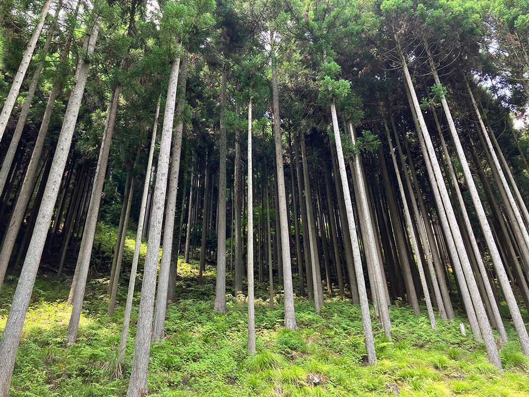京都・北山杉の森