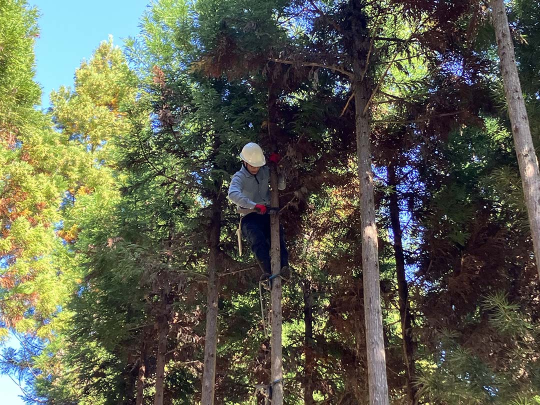 熟練の職人技が光る、枝打ちの様子