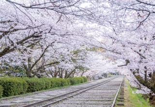 京の桜めぐり　おさんぽ編