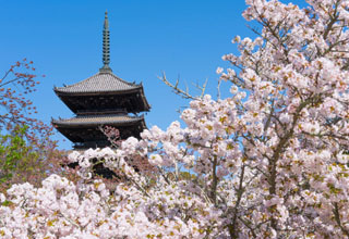 京の桜めぐり　お寺・神社編