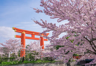 『源氏物語』と京の桜