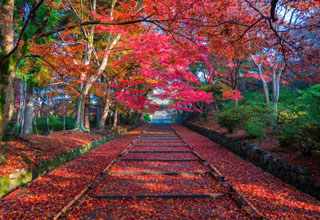 晩秋の敷き紅葉