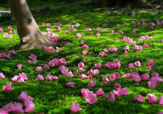 苔庭を彩る色鮮やかな椿が印象的な「霊鑑寺」