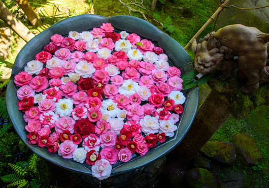 椿が浮かぶ花手水「法然院」※手水鉢と三銘椿は４月１日～７日の「春季伽藍内特別公開」期間中のみ公開