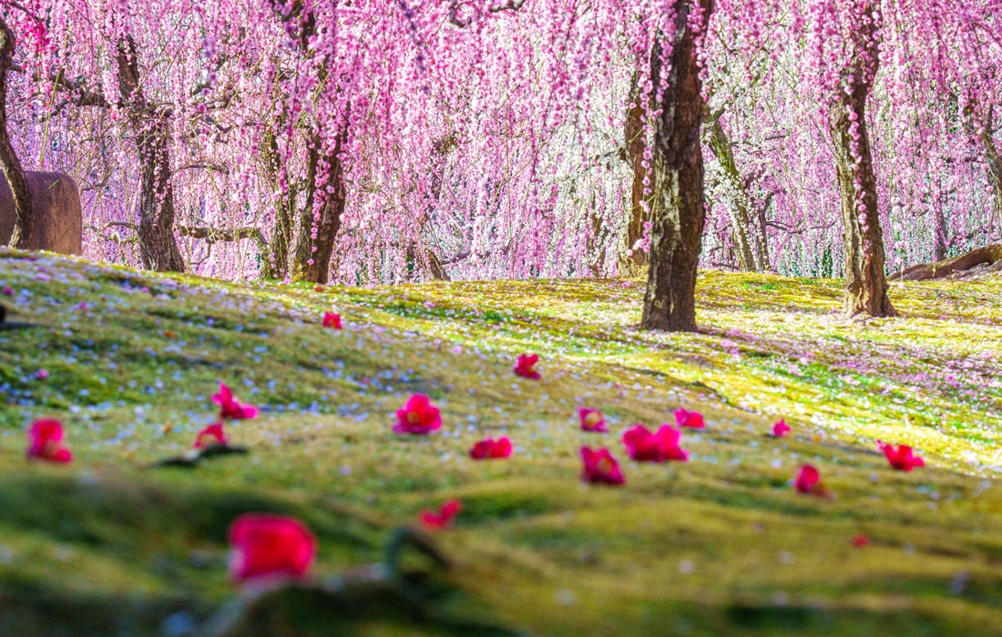 椿と梅、苔のコントラストが見事な「城南宮」の神苑