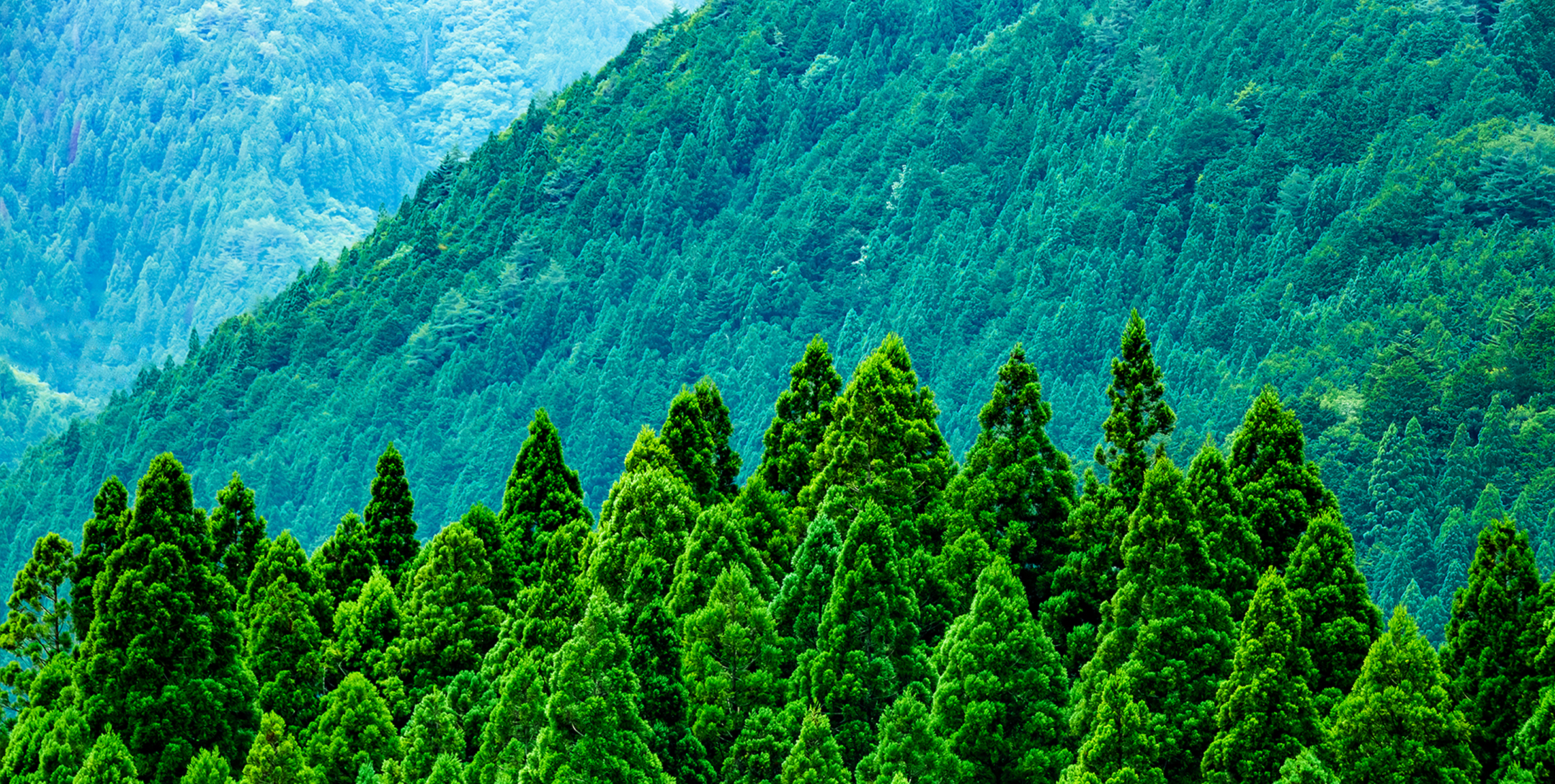山に広がる森林風景