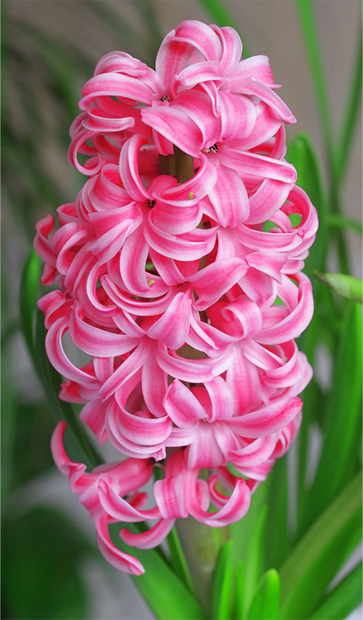 子どもの頃、学校でよく見た「ヒヤシンス」。実は爽やかな香りで春を告げる花 ※提供写真