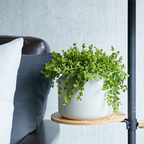 ペペロミア・デッピアナ