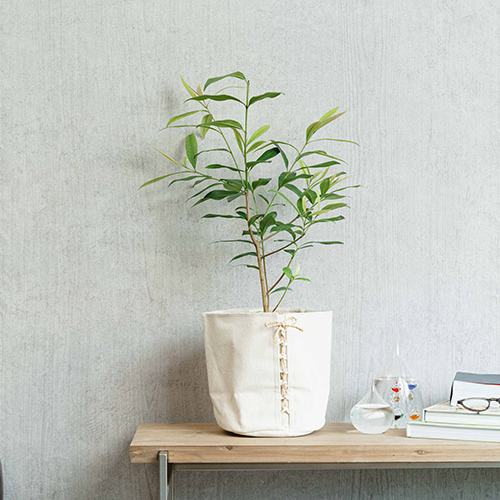 アマゾンオリーブ