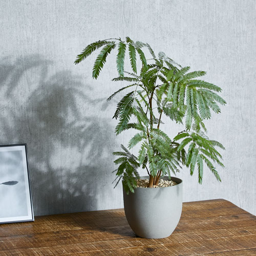 エバーフレッシュ