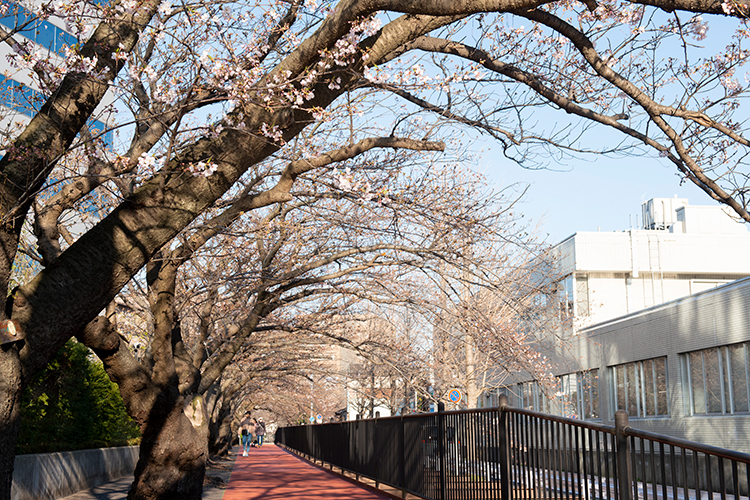 ▲砂押川プロムナードの桜並木