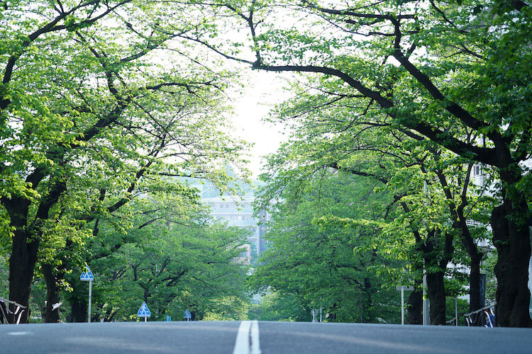 ▲宮崎台駅前の桜並木