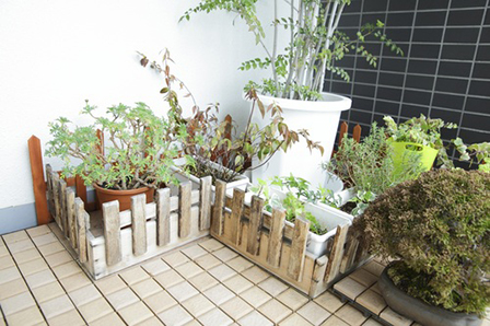 太陽をいっぱいに浴びてバルコニーで元気に育っている鉢植えの植物