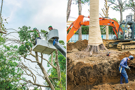 2015年 11月撮影 全体計画からどうしても不都合となる木も、伐採するのではなく、移植により保護。また、剪定をすることで工事に支障のない状態に。木々を保護しつつ工事を進めるため、細心の注意が払われた。