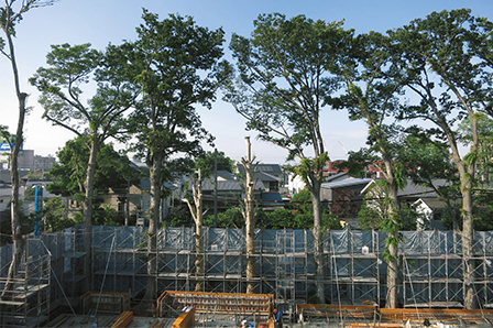 2016年 5月撮影 敷地内のケヤキ並木ありきで工事が進められる。通常のマンション建設では見られない珍しい光景。