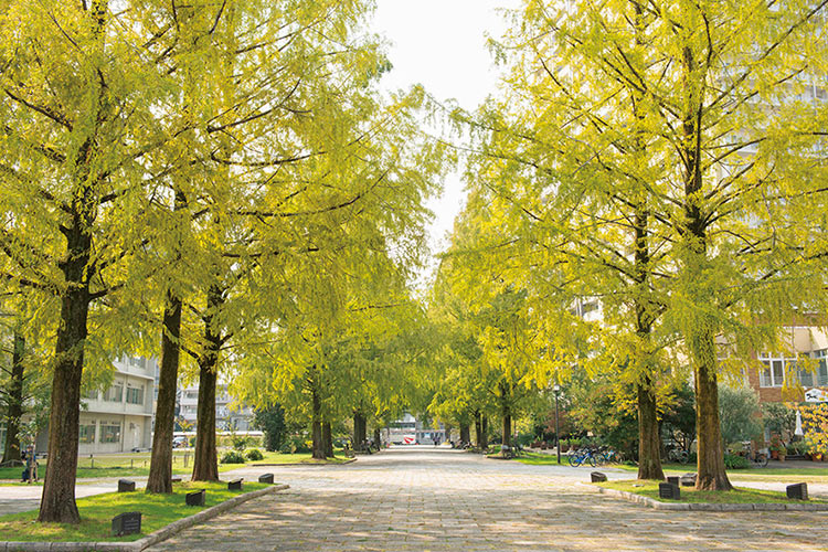 隣接する東千田公園には、かつての広島大学のメインストリートを彩ったメタセコイアの並木が続く。