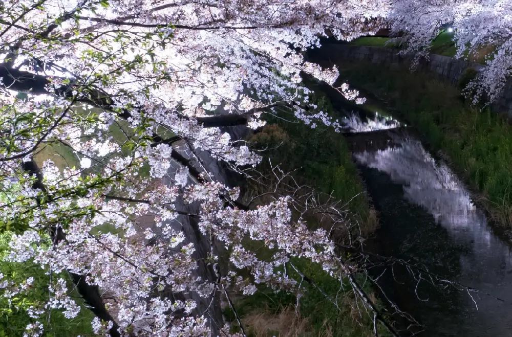 山崎川桜祭り