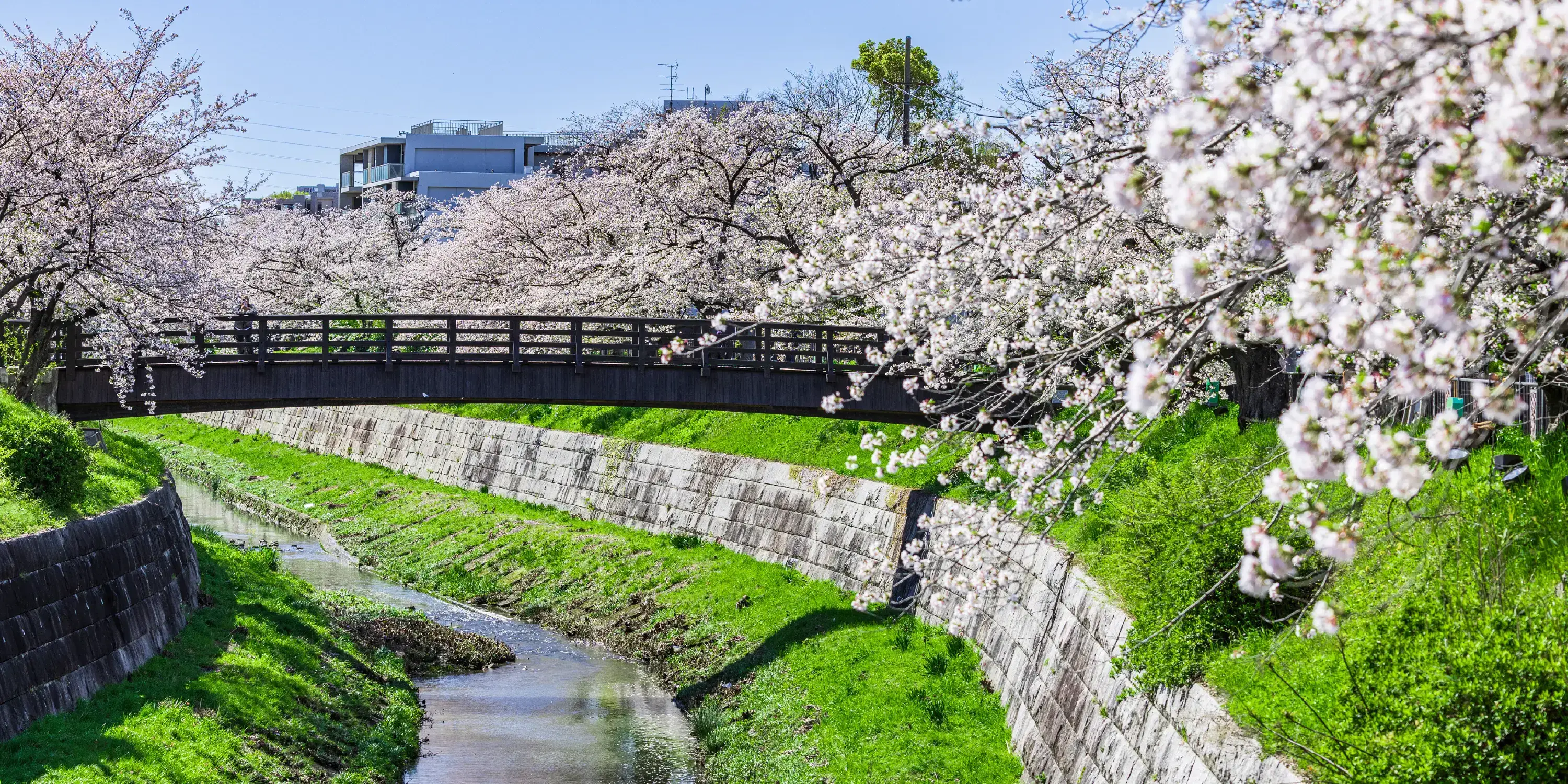 山崎川