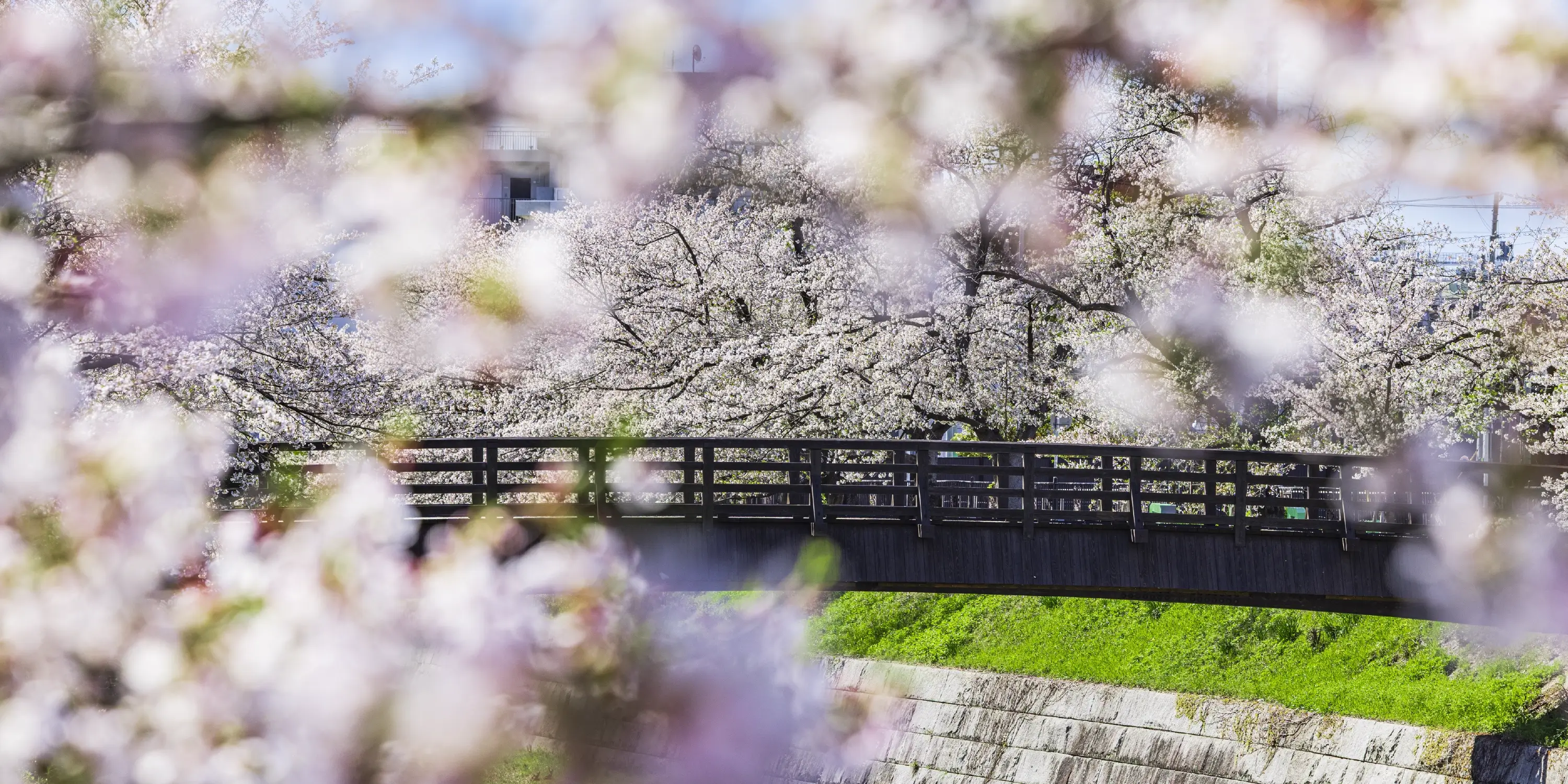山崎川