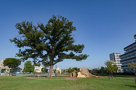 赤羽台けやき公園