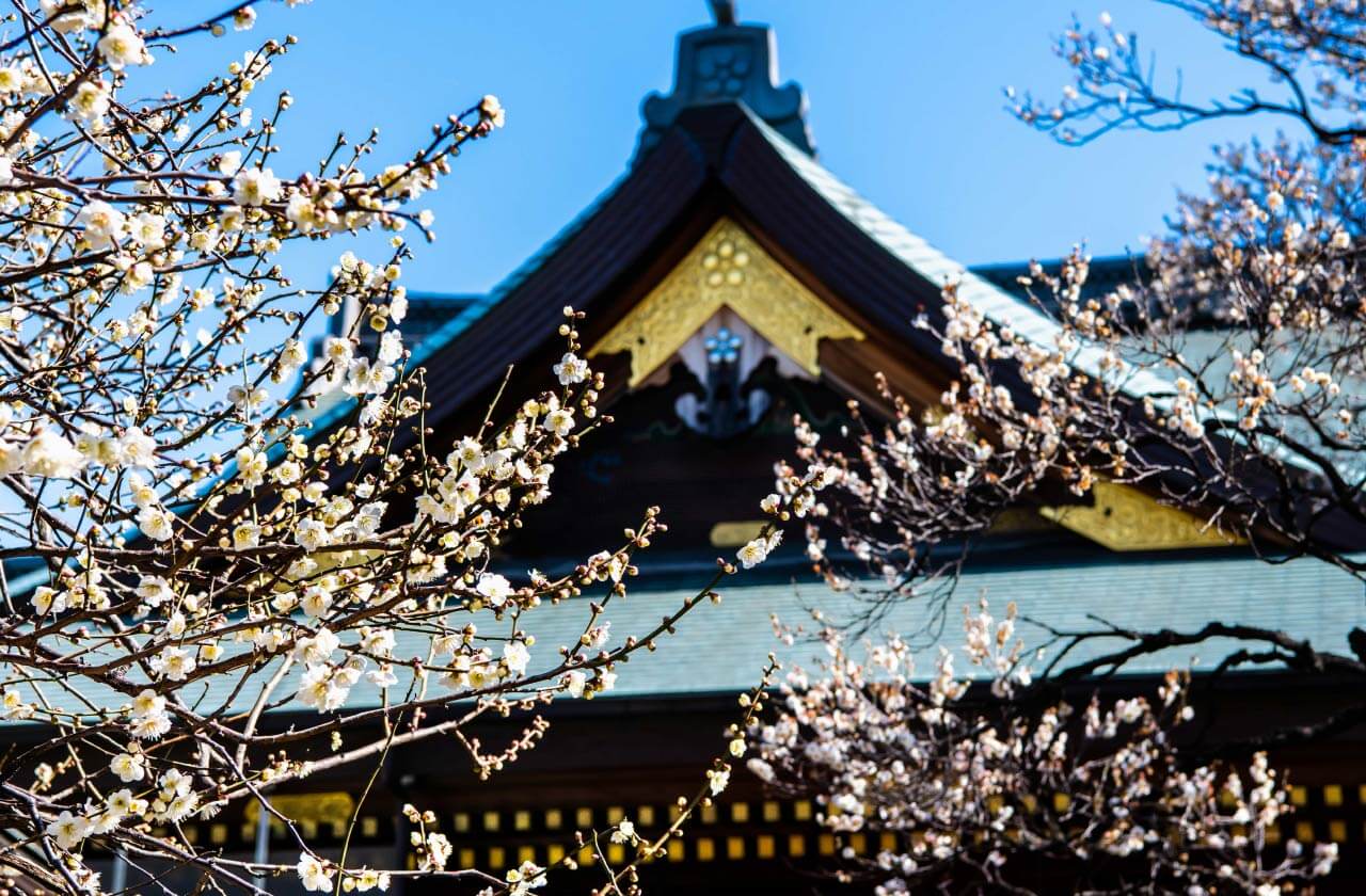 文京菊まつり・文京梅まつりイメージ
