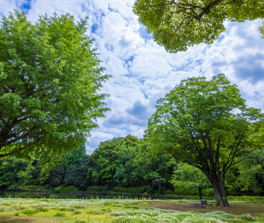 北の丸公園 写真