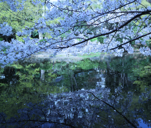 清水谷公園 写真