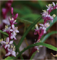 キチジョウソウ