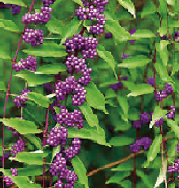 ムラサキシキブ