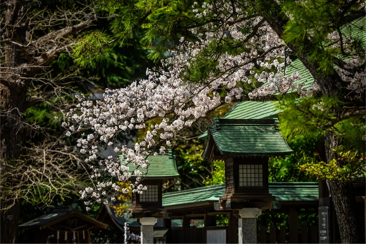 境内の桜