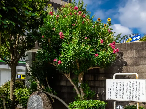 太宰治が植えたとされる
