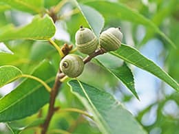 シラカシ イメージ写真