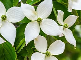 ヤマボウシ イメージ写真