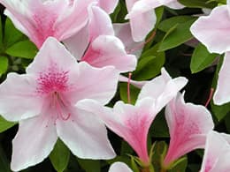 ヒラドツツジ イメージ写真