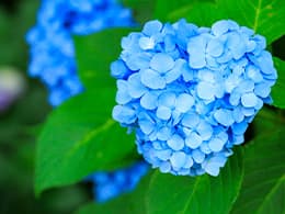 アジサイ イメージ写真