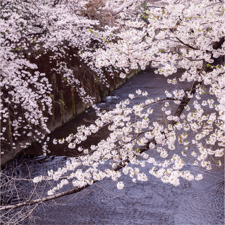 石神井川の桜並木（徒歩2分／約100m）