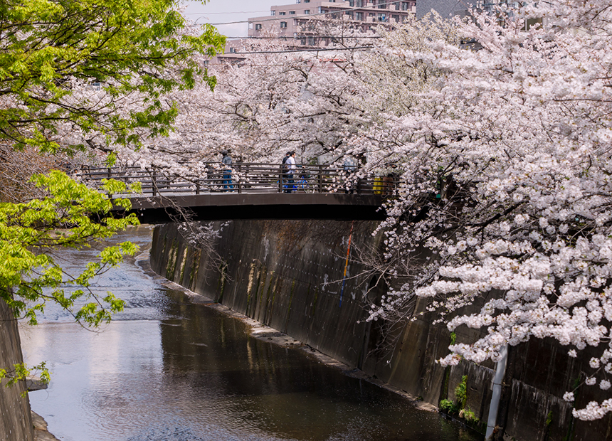 石神井川の桜並木