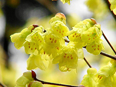 ヒュウガミズキ