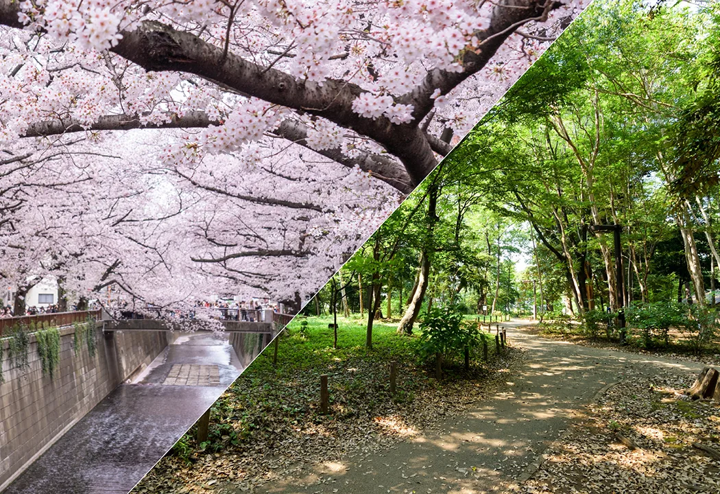 目黒川と林試の森公園の風景