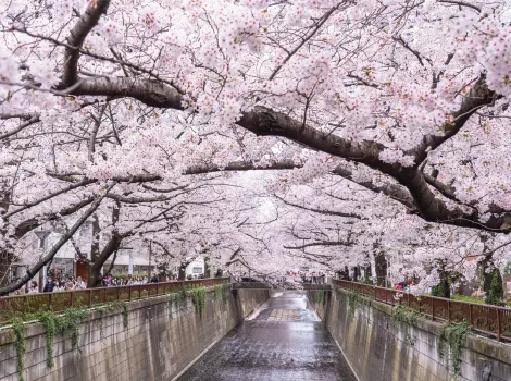 目黒川 桜の花が咲いた風景