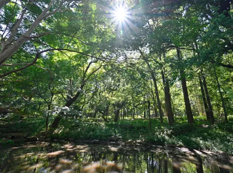 林試の森公園 木々の様子